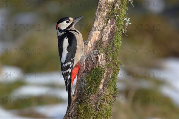 Great Spotted Woodpecker (Dendrocopos major) on dead wood in the winter