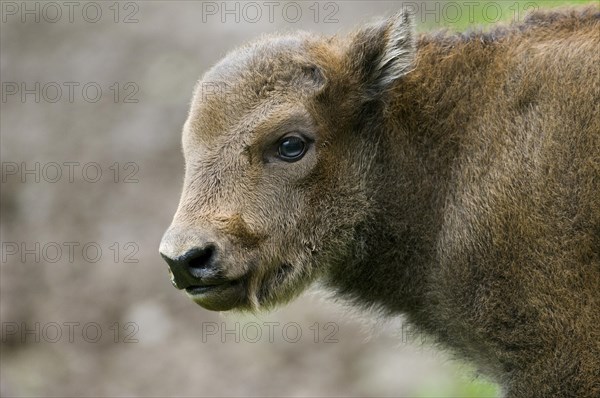 Bison