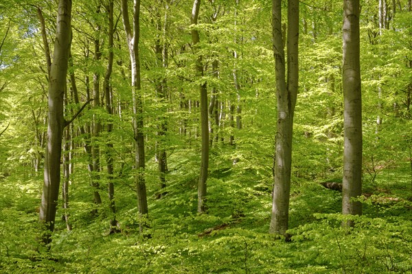 Beech forest