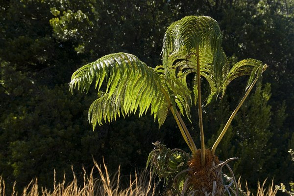 Tree Fern (Cyatheales)