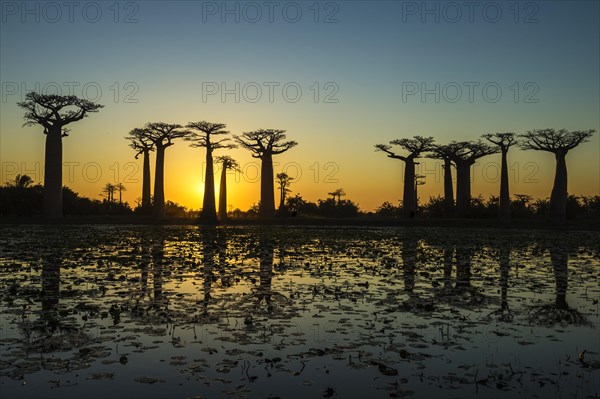 Baobab trees (Adansonia grandidieri) reflecting in the water at sunset