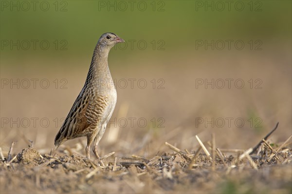 Corncrake (Crex crex)