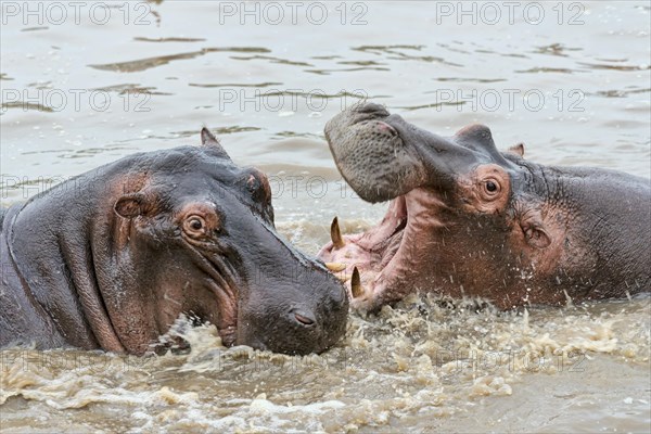 Hippopotamuses (Hippopotamus amphibius)