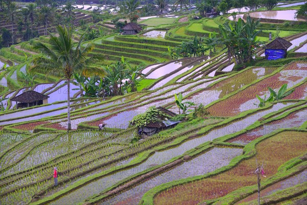 The famous rice terraces of Jatiluwih