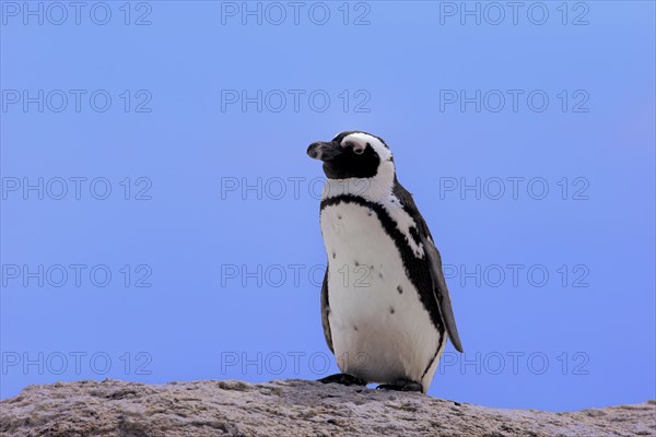 African Penguin (Spheniscus demersus)