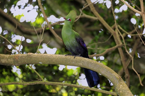 Knysna Turaco or Knysna Lourie (Tauraco corythaix)