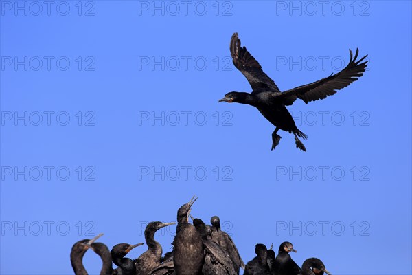 Cape Cormorant (Phalacrocorax capensis)