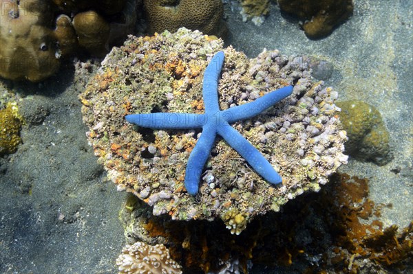 Blue Starfish (Linckia laevigata)