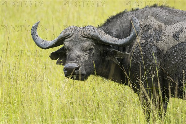 Cape Buffalo (Syncerus caffer)