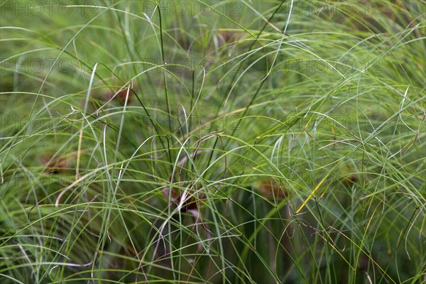 Papyrus sedge (Cyperus papyrus)