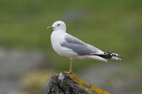 Black-legged kittiwake (Rissa tridactyla)