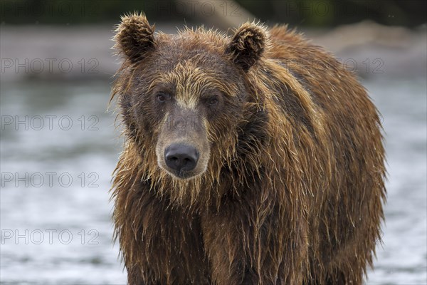 Brown bear (Ursus arctos)