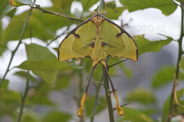 Luna Moth (Actias luna)