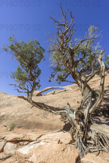 Landscape Arch