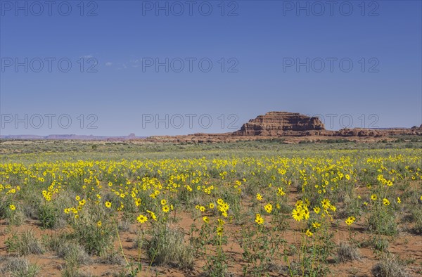 Prairie Sunflowers (Helianthus petiolaris)