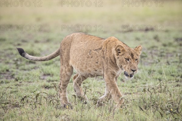 Lion (Panthera leo)