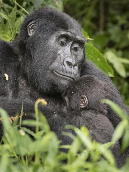 Mountain Gorilla (Gorilla beringei beringei) of the Nkuringo group