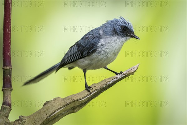 White-tailed Blue Flycatcher (Elminia albicauda)