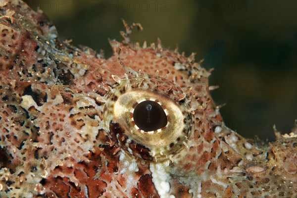 False Stonefish or Devil Scorpionfish (Scorpaenopsis barbatus)