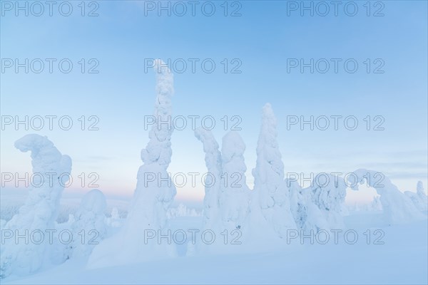 Snow-covered spruce trees