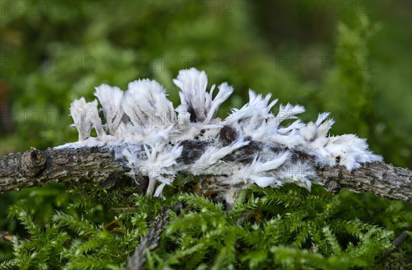 White Leather Coral (Thelephora penicillata)