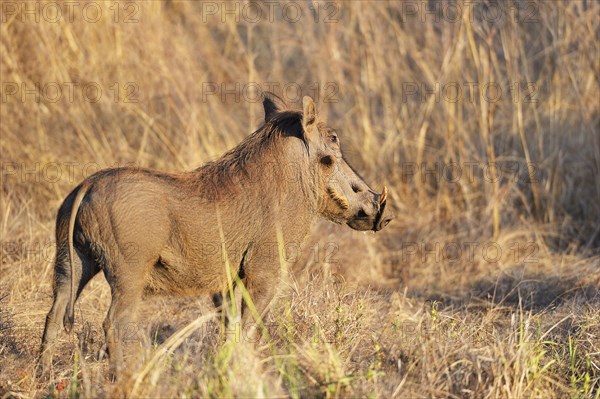 Warthog (Phacochoerus africanus)