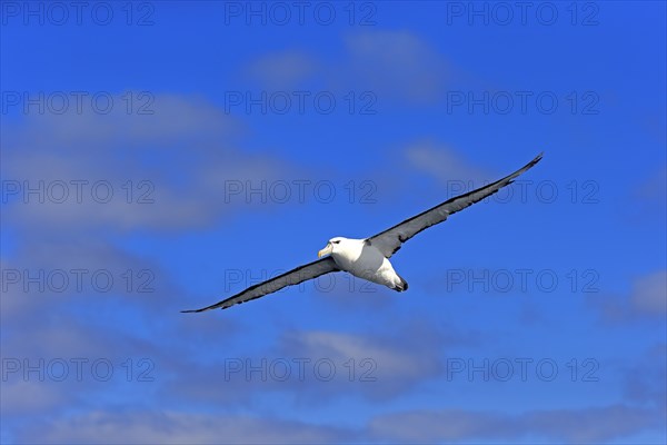 Shy albatross (Thalassarche cauta)