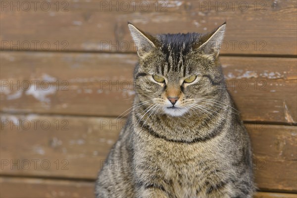 Domestic cat in front of a wooden wall