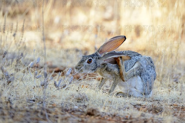 Scrub Hare (Lepus saxatilis)