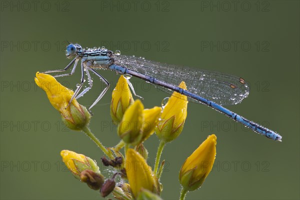 White-legged damselfly (Platycnemis pennipes)