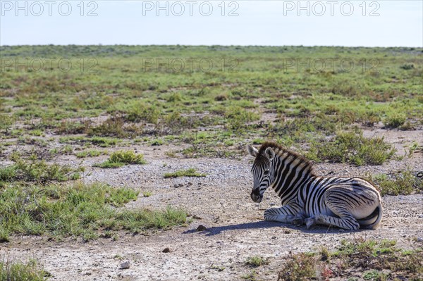 Plains Zebra (Equus quagga)