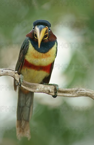 Chestnut-eared aracari (Pteroglossus castanotis) on a branch