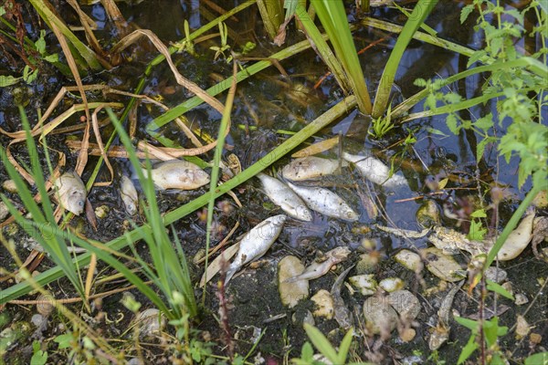 Dead fish in shore area