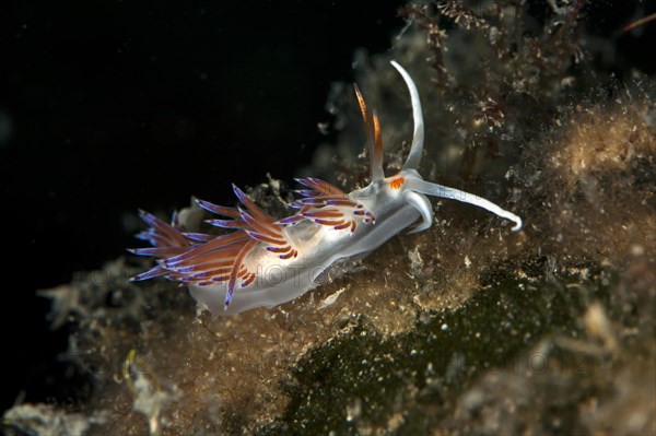 Cratena slug (Cratena peregrina)