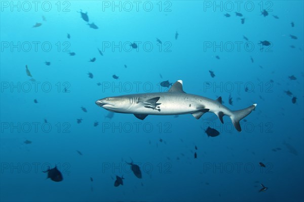 Whitetip reef shark (Triaenodon obesus)