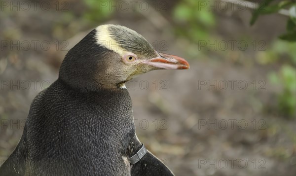 Yellow-eyed Penguin (Megadyptes antipodes)