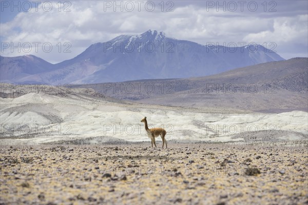 Vicugna or Vicuna (Vicugna vicugna)