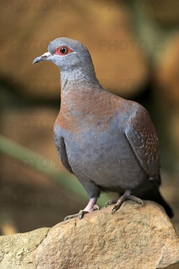 Speckled Pigeon (Columba guinea)