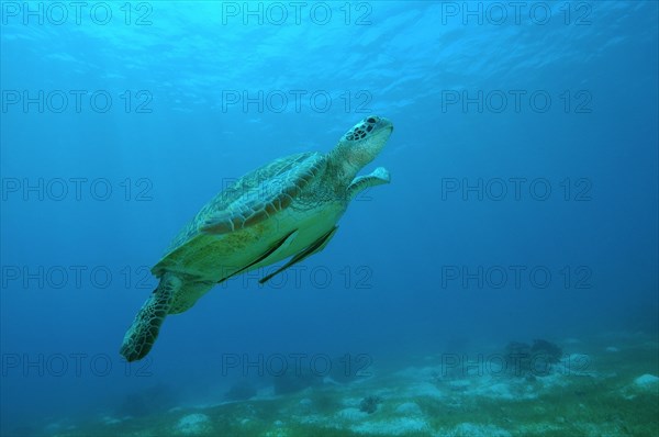 Green Sea Turtle