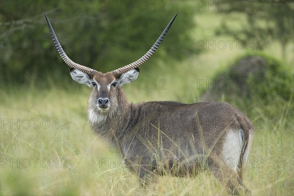 Waterbuck (Kobus ellipsiprymnus)