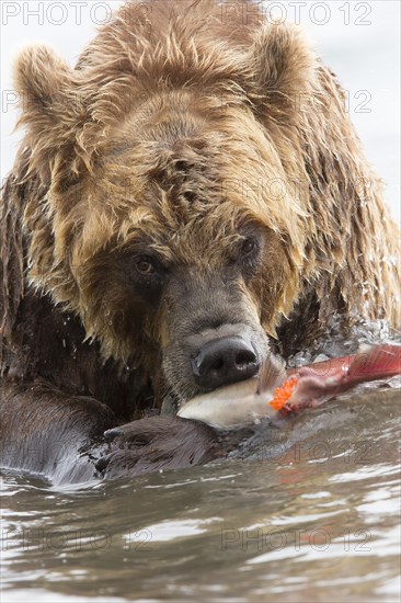 Brown bear (Ursus arctos)