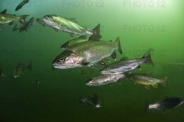 Rainbow trout (Oncorhynchus mykiss)