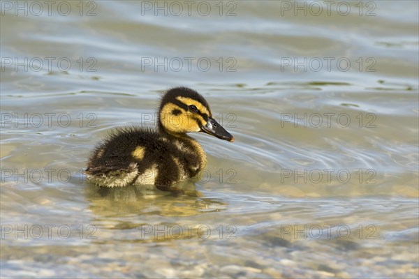 Mallard (Anas platyrhynchos)