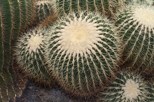 Barrel Cactus