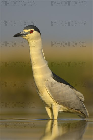 Black-crowned Night Heron (Nycticorax nycticorax)