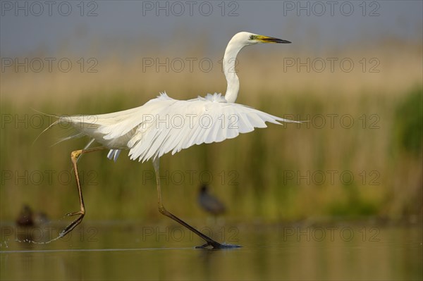 Great Egret (Ardea alba)