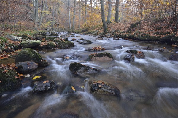 Rocks covered with foliage in the Ilse river