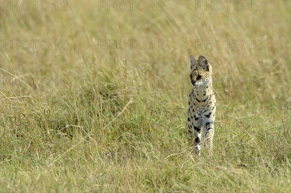 Serval (Leptailurus serval)