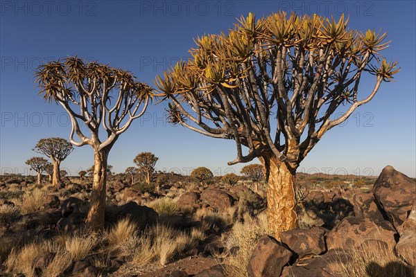 Quiver trees (Aloe dichotoma) in the Quiver Tree Forest near Keetmanshoop