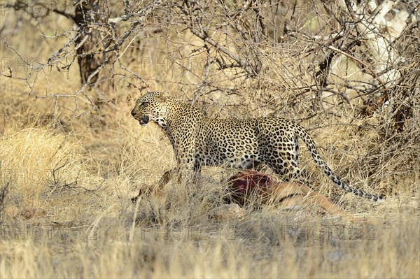 Leopard (Panthera pardus)